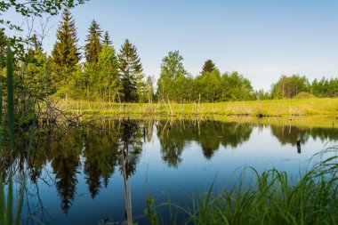 Büyüme üzerinde dizilmiş ağaçlar
