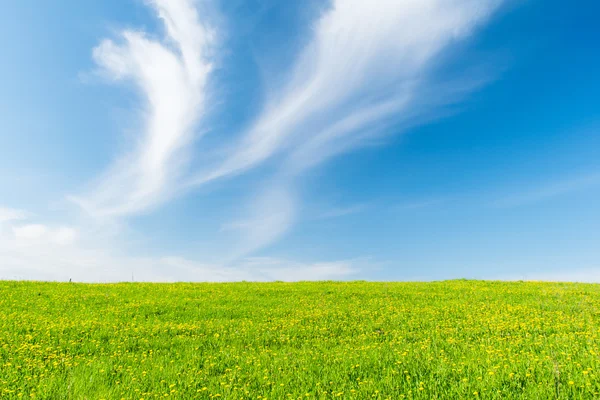 Yeşil Çimen ve Mavi Gökyüzü