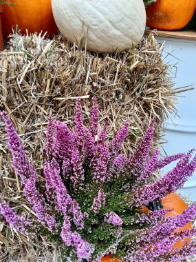 Kırsal hasat gösterisi, doğal elementlerle konforlu mevsimlik dekorasyon sonbahar çiçekleri ve balkabaklarının yakın çekimi.