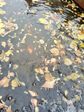 Suda yüzen yapraklar sonbahar rengarenk mevsimsel resimlere dönüşür. Yüksek kalite fotoğraf