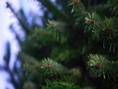 Yumuşak ışıktaki ladin dalları, detaylı iğneler ve sığ alan derinliğine sahip küçük tomurcuklar, kapalı alan atmosferi