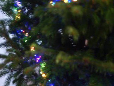 Renkli ışıklarla süslenmiş Noel ağacı, yoğun köknar dallarına dolanmış çok renkli LED çelenk, kapalı bir yerde sıcak bir Noel ağacı Yeni Yıl ağacı 