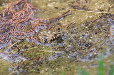 Nehir kenarındaki sulak alanda bir kurbağa kendini kamufle eder. Bu yüzden yiyecek için avlanamaz..