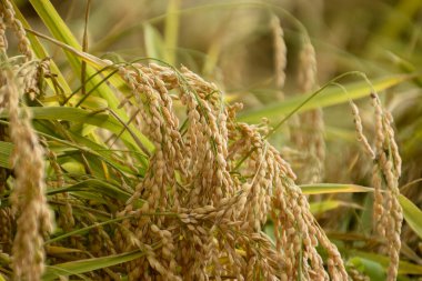 Calasparra tarlasında, yazın sonunda toplanmaya hazır bir avuç olgun mısır görülebilir, Segura Nehri 'nin yanındaki kapalı bir mahsul..