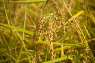 Calasparra tarlasında, yakın plan bir pirinç kulağı görüntüsü, daha fazla sarı mısır gevreği ve biraz bulanık arka planda yarı kurumuş saplar.
