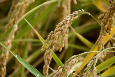 Güneşte olgunlaşan pirinç kulağının yeşil ve sarısı, Calasparra hasadından.