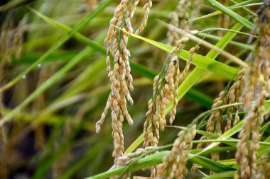 Yeşil ve sarı pirinç taneleri, Calasparra hasadının bazı kulakları, yaz güneşinde olgunlaşan