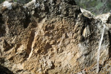 Bir yolun kenarında bir taş; güneşli bir günde işaretler ve bazı fosiller görebilirsiniz..