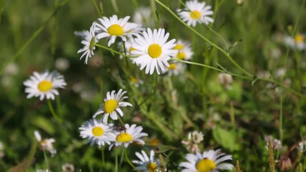 绿色草地上的白色雏菊 夏季风景 — 图库视频影像