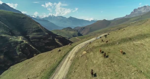 Luftaufnahme Einer Bergstraße Und Kühe Die Hang Grasen Landschaft Und — Stockvideo