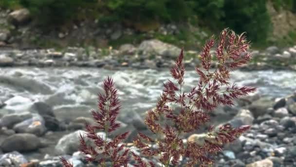 Gebirgsfluss Der Schlucht Des Nordkaukasus — Stockvideo