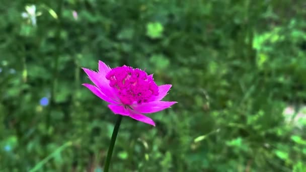 Beautiful Flower Green Grass — Stock Video