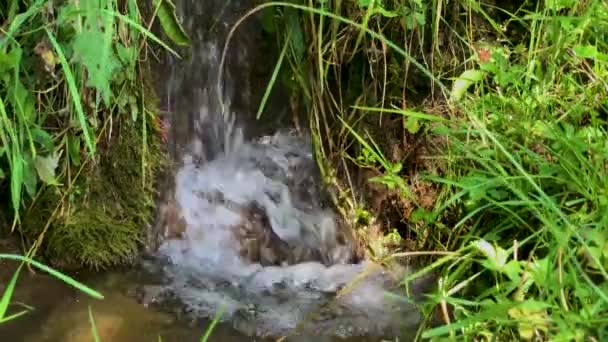 Små Vattenfall Fjällbäck Flödesvatten Bland Gräset Bergssidan — Stockvideo