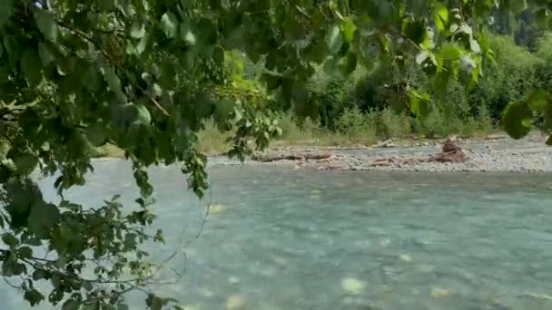 Mountain River Clear Water Forest Landscape Nature North Caucasus — Stock Video