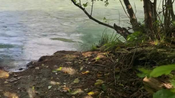 Mountain River Clear Water Forest Landscape Nature North Caucasus — Stock Video