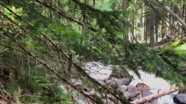 Ormandaki dağ nehri. Kuzey Kafkasya 'nın manzarası ve doğası