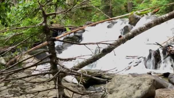 森林里的一条山河上的风景如画的瀑布 北高加索地区的景观和性质 在俄罗斯旅行 — 图库视频影像