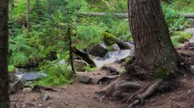Ormandaki dağ nehri. Kuzey Kafkasya 'nın manzarası ve doğası