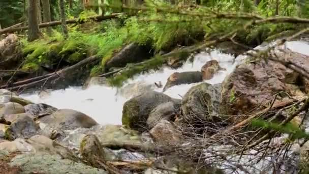 Ποταμός Του Βουνού Στο Δάσος Τοπίο Και Φύση Του Βόρειου — Αρχείο Βίντεο