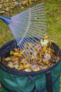 Metal Tırmık Düşen Yaprakları Sonbahar Temizliği Sırasındaki Bahçe Çöp Torbasına Topluyor. Yüksek kalite fotoğraf