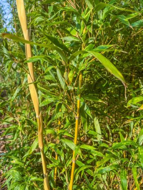 Taze yeşil bambu saplarının ve parlak güneş ışığı altında dar yaprakların yakın görüntüsü. Doğal botanik dokusu eko, bahçe ve sağlık temaları için mükemmel. Yüksek kalite fotoğraf