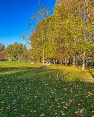 İki beyaz şezlong altın sonbahar ağaçları ve açık mavi gökyüzü ile çevrili, güneşli yeşil bir çimenlikte oturuyor, parkta rahatlatıcı, yüksek kaliteli bir fotoğraf.