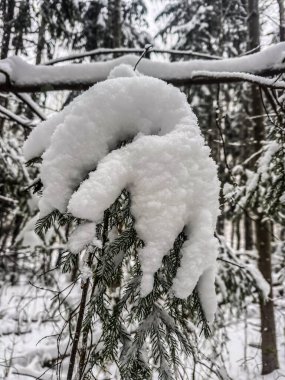 Sakin bir kış ormanındaki köknar dalına yapışan el şeklinde taze toz kar birikintisinin yakın plan çekimi.