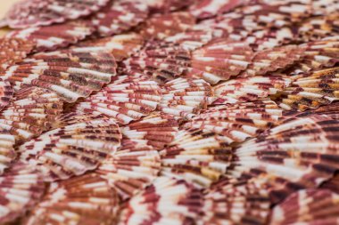 portre renkli tarağı tüm çerçeve dolu.