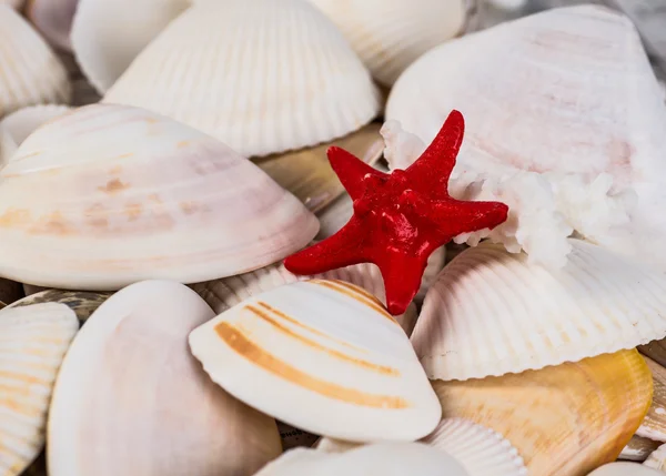 Closeup of colorful scallops filled the whole frame. — Stock Photo, Image