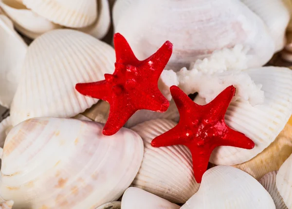 Closeup of colorful scallops filled the whole frame. — Stock Photo, Image