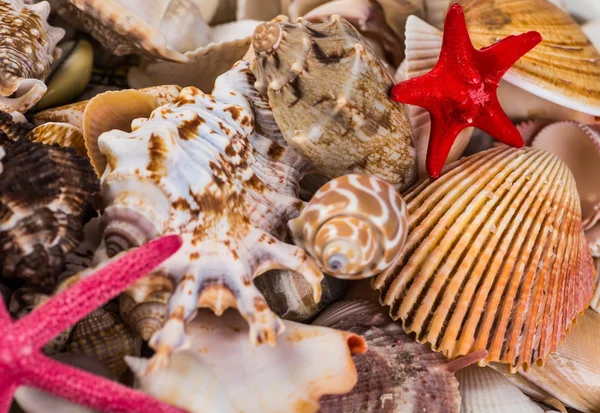 Closeup of colorful scallops filled the whole frame. — Stock Photo, Image