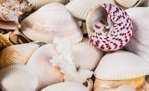 Closeup of colorful scallops filled the whole frame. — Stock Photo, Image