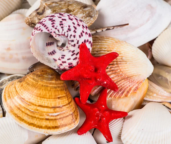 Closeup of colorful scallops filled the whole frame. — Stock Photo, Image