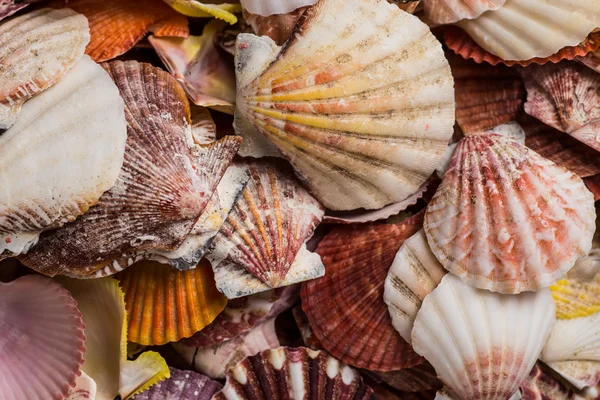 portre renkli tarağı tüm çerçeve dolu.