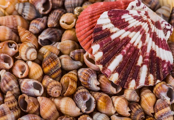 Closeup of colorful scallops filled the whole frame. — Stock Photo, Image