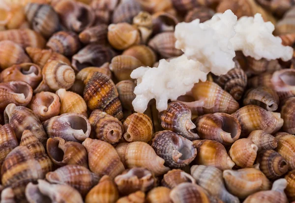 Closeup of colorful scallops filled the whole frame. — Stock Photo, Image