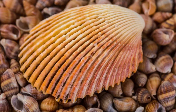 portre renkli tarağı tüm çerçeve dolu.