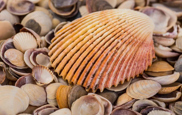 Closeup of colorful scallops filled the whole frame. — Stock Photo, Image