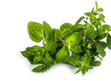 Melissa yaprak beyaz zemin üzerine taze yeşil.