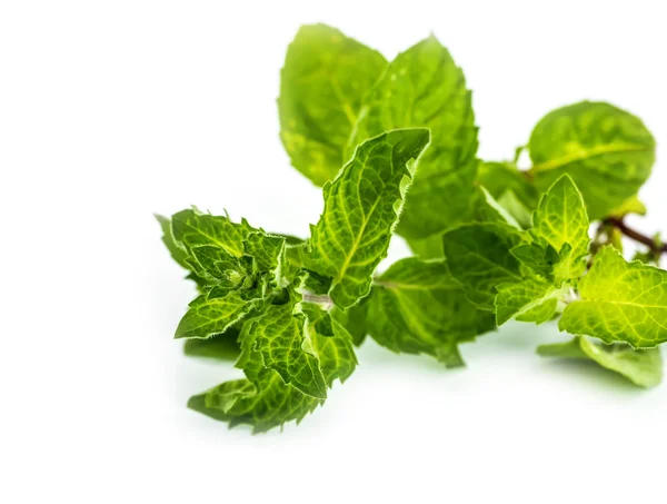 Frisches grünes Blatt von Melisse auf weißem Hintergrund. — Stockfoto