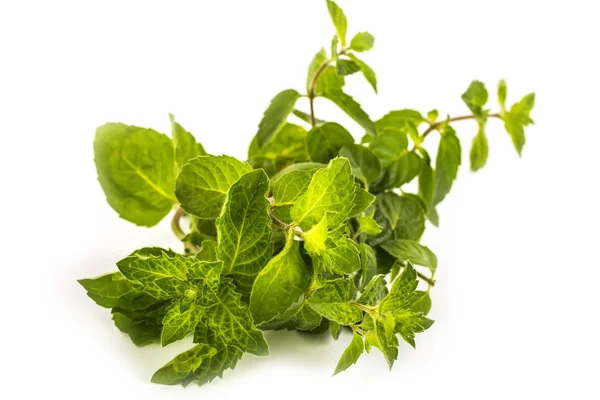 Fresh green leaf of melissa on white background. — Stock Photo, Image