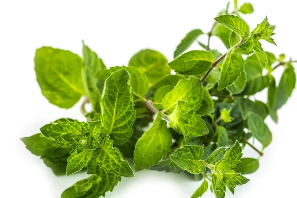 Fresh green leaf of melissa on white background. — Stock Photo, Image