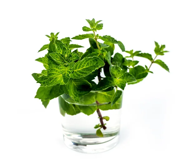 Verse groene blad van melissa op witte achtergrond. — Stockfoto