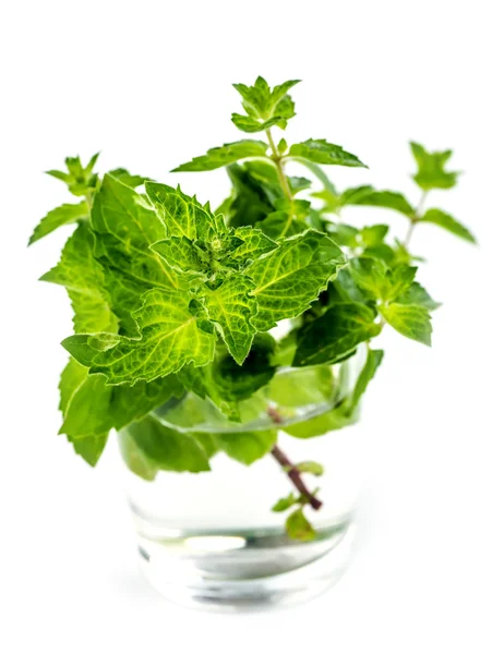 Melissa yaprak beyaz zemin üzerine taze yeşil.
