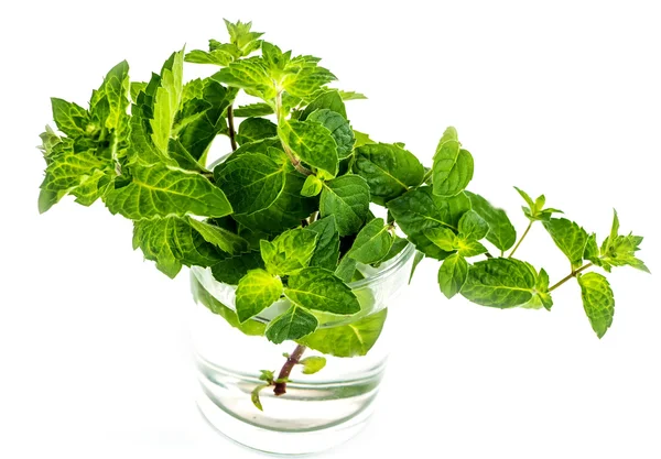 Verse groene blad van melissa op witte achtergrond. — Stockfoto