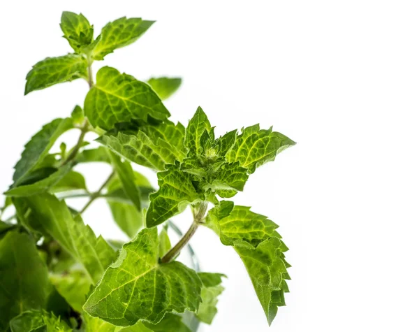 Verse groene blad van melissa op witte achtergrond. — Stockfoto