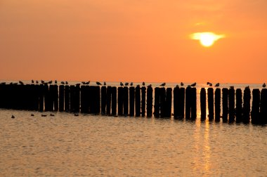 Dusk içinde dinlenme martılar