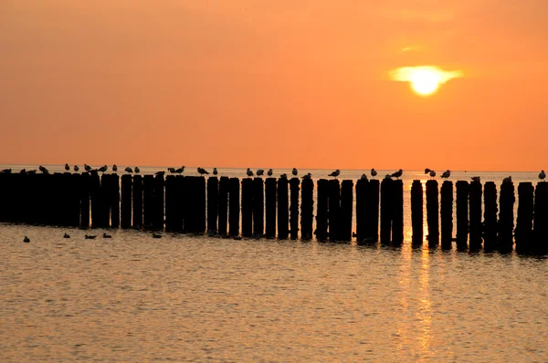 Dusk içinde dinlenme martılar