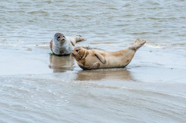North sea seals clipart