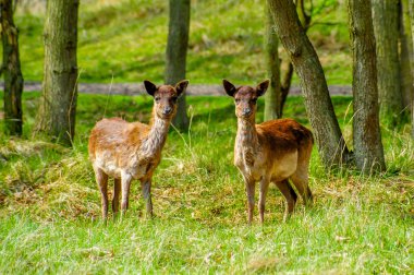 Genç geyik İkizler